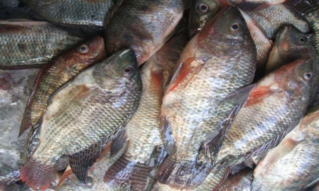 كارثة.. رجل أعمال وراء توقف وزارة الزراعة عن توريد الأسماك لـ ”التموين”