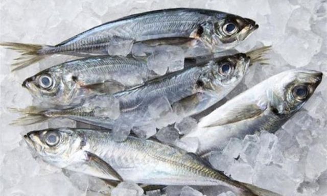 ”مباحث التموين” تضبط 3.3 طن أسماك مجهولة المصدر بكفر الشيخ