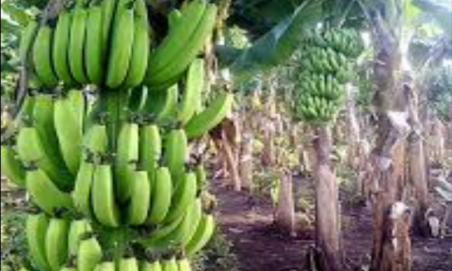 الزراعة تحذر من آفة الموز وتنصح المزارعين بهذه الإرشادات