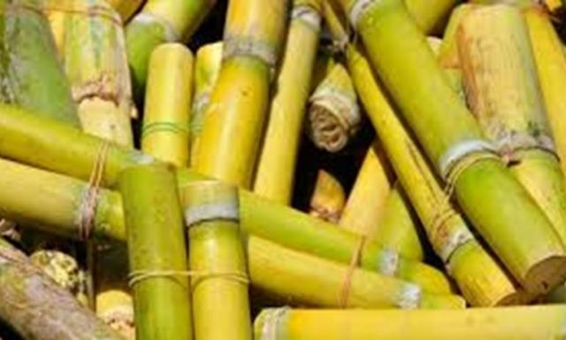 محافظ المنيا يحٌظر نقل محصول قصب السكر خارج حدود الإقليم