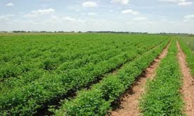 الغربية: زراعة 116 ألف فدان قمح و8 آلاف فدان بطاطس