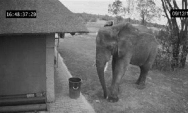بالفيديو .. فيل يحافظ على النظافة ويضع النفايات فى سلة القمامة
