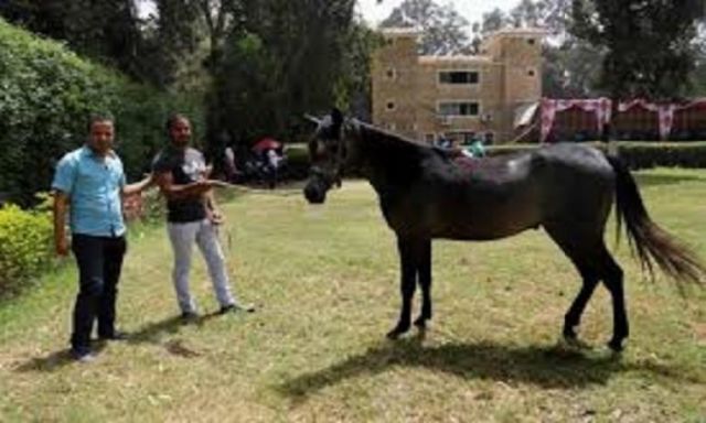 الزراعة تنظم دورات تدريبية للعناية بالخيول المصرية العربية الأصيلة