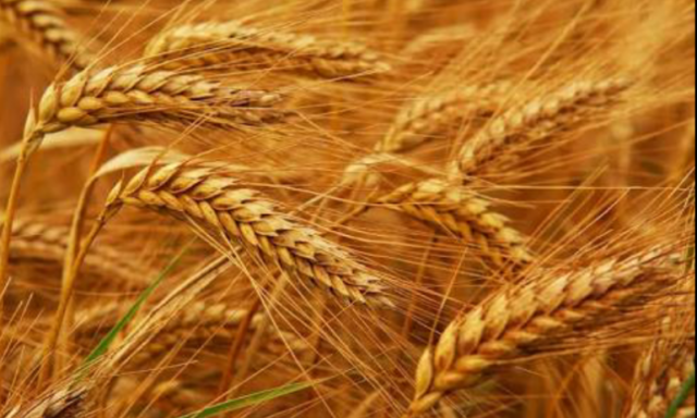 الزراعة تتوقع إنتاج 9.5 مليون طن من القمح المحلى فى 2019