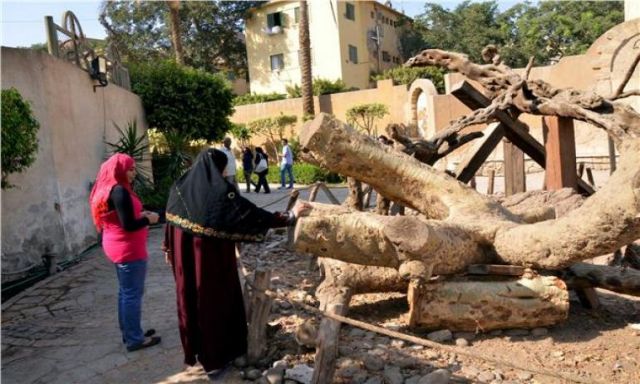 يعتقدون بقدرتها على شفاء المرضي .. قصة الشجرة المقدسة التي يتبارك بها المسلمون والمسيحيون في مصر