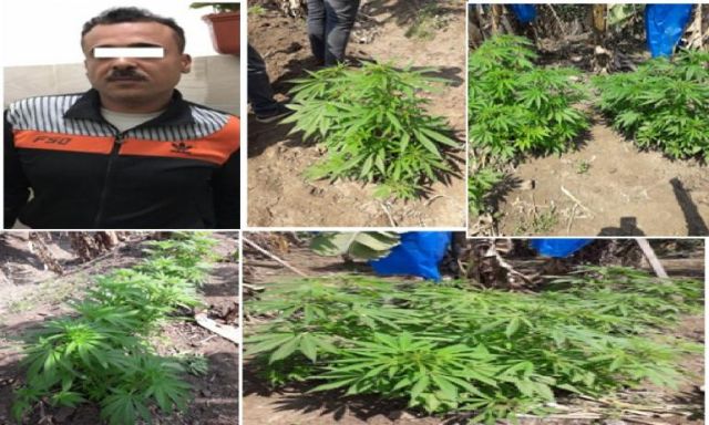 ضبط مسجل شقى خطر بالدقهلية لقيامه بزراعة قطعة أرض ملكه بـ 300 شجرة لنبات البانجو المخدر
