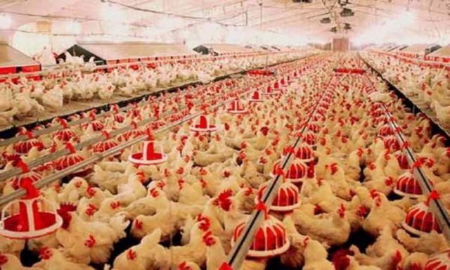 ”الزراعة” توضح حقيقة نفوق 12 ألف دجاجة بالمزارع المصرية نتيجة الأمطار