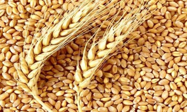 محافظ المنيا يوافق على فتح 5 هناجر لاستقبال محصول القمح