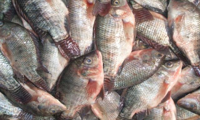 نرصد أسعار الأسماك بسوق العبور اليوم