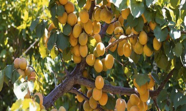 الزراعة تكثف برامجها الإرشادية لمواجهة جفاف أشجار الفاكهة