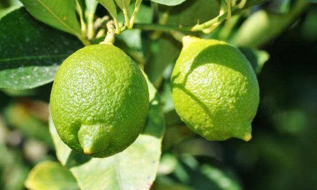 استقرار أسعار الليمون البلدى عند 35 و 40 جنيها بالأسواق