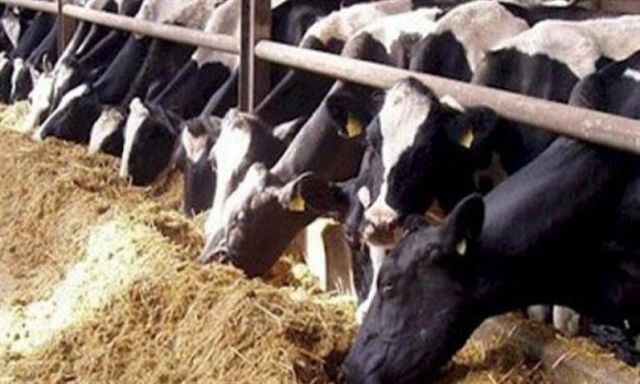 طرح 59 رأس ماشية من مشروع الثروة الحيوانية فى أسيوط استعدادا لعيد الأضحى