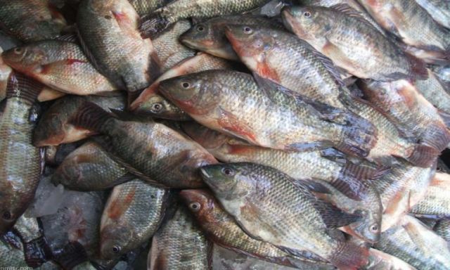 ننشر أسعار الأسماك بالأسواق المحلية اليوم