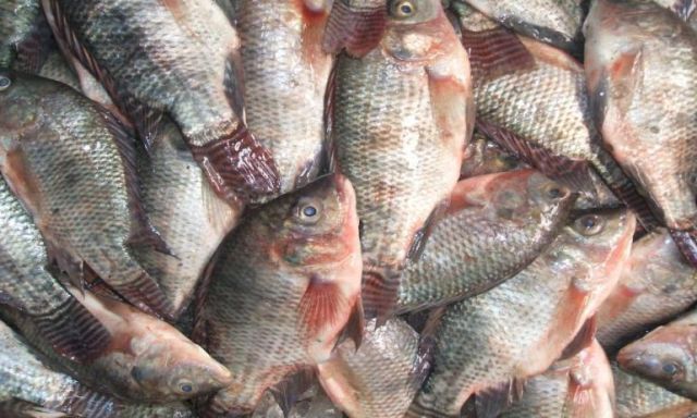 استقرار فى سعر الأسماك بسوق العبور .. والبلطى يسجل ٢٩ جنيها
