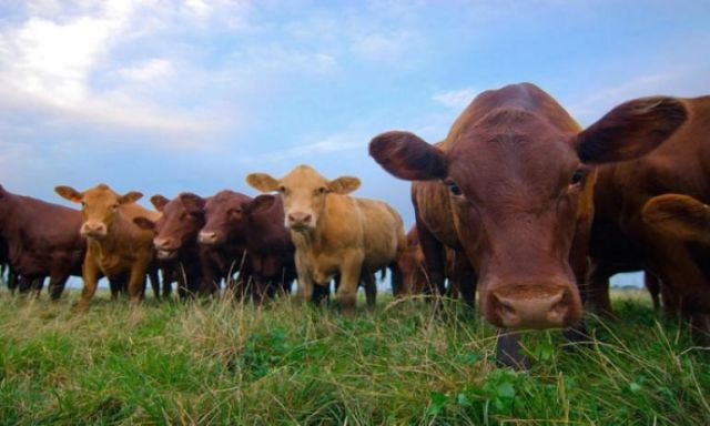 الصحة العالمية تكتشف أول إصابة بـ”جنون البقر” فى سويسرا