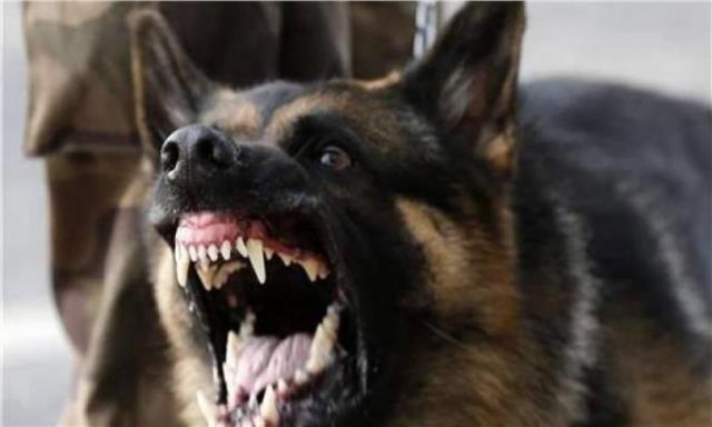 نكشف تفاصيل سبب إصابة إحدى السيدات " بعقر كلب " بمحافظة الشرقية