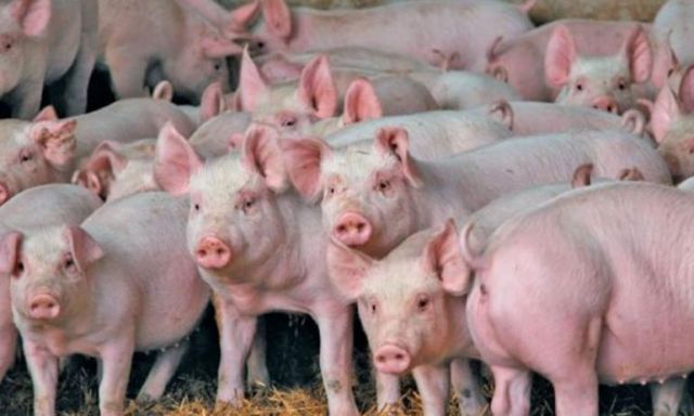 تعرف على خطة الزراعة عقب ظهور حالات إصابة بإنفلونزا الخنازير في الصين