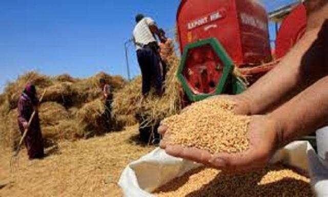 مقابل كميات القمح الموردة ..الحكومة تسدد ١٦ مليار جنيه لصالح المزارعين