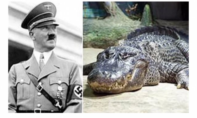 بعد وفاته عن عمر 84 عاما.. كل ما تريد معرفته عن تمساح هتلر؟