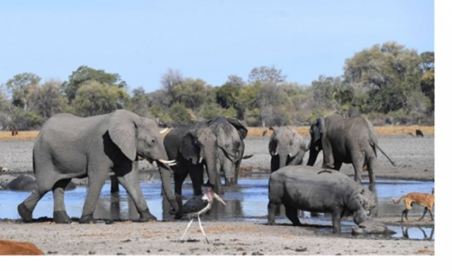 لماذا أعدمت ناميبيا  10 أفيال رميا بالرصاص؟.. إليك الإجابة