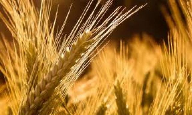 وزارة الزراعة : 3.5 مليون فدان مساحة القمح المنزرعة  لعام 2013