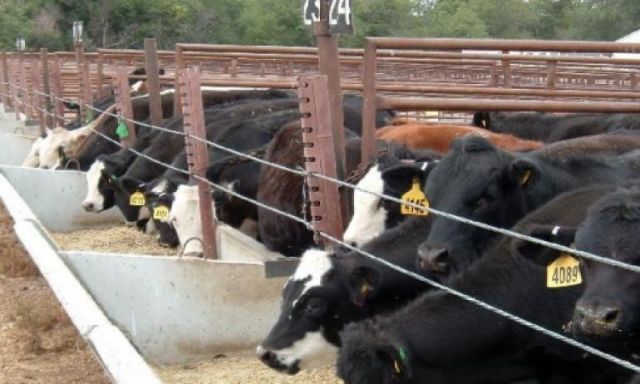 7 مليون جنيه لشراء ماشية مدرة للألبان لمشروع الثروة الحيوانية بمحافظة باسيوط
