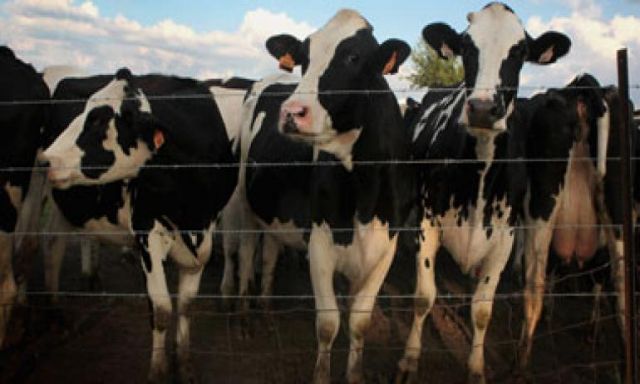 أستراليا تمنع تصدير الماشية لمصر بسبب فيلم يظهر سوء معاملة الحيوان
