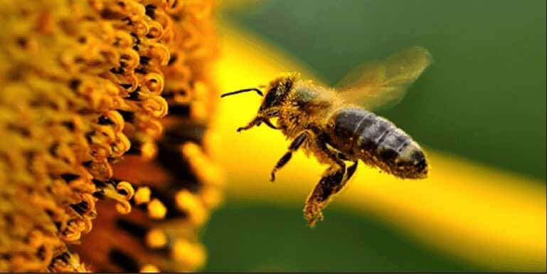 ما هي فوائد العسل على الصحة؟